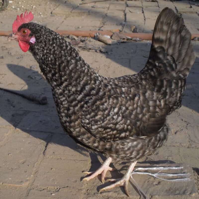 婷越岚汶上小黑种芦花鸡出售芦花鸡鸡苗价格哪里有出售活体芦花鸡的