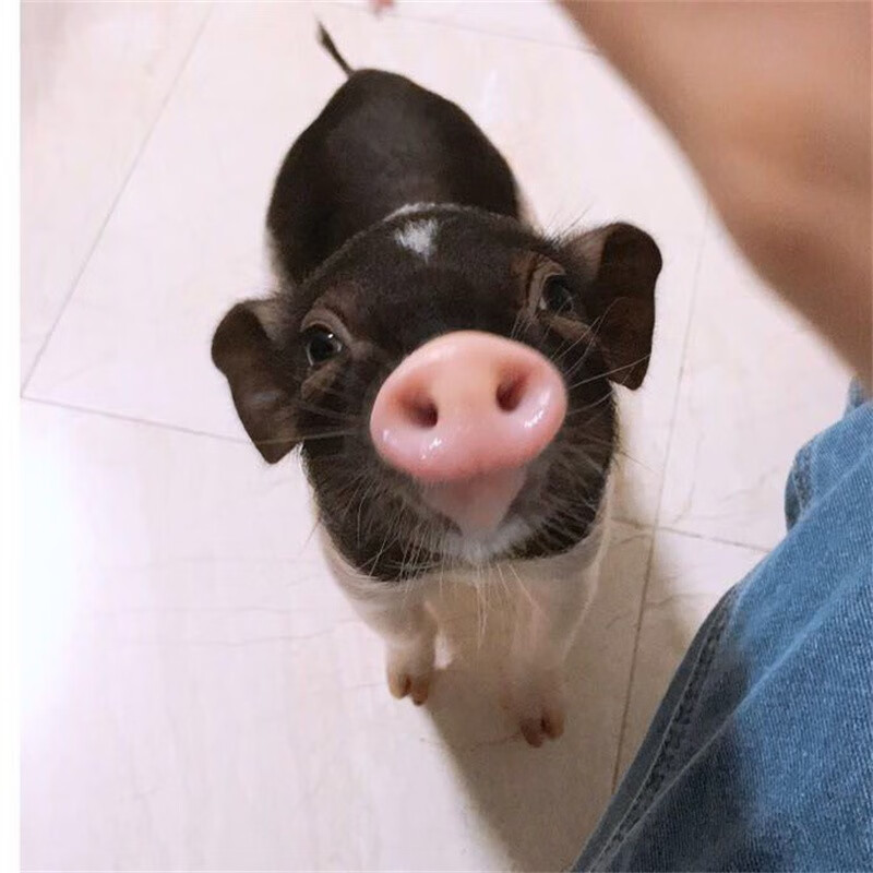 小香猪活体幼崽小型可爱网红幼体长不大宠物猪好养活物迷你猪 一只公