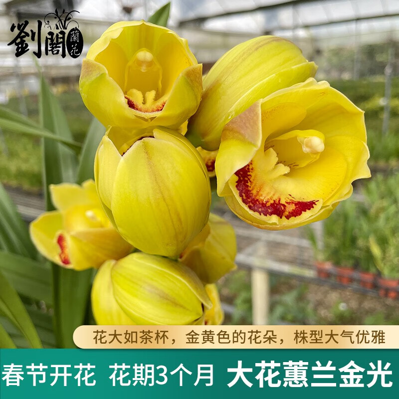 劉閣蘭花刘阁兰花苗 大花蕙兰金光 现带花苞出售年宵大花室内花卉好养