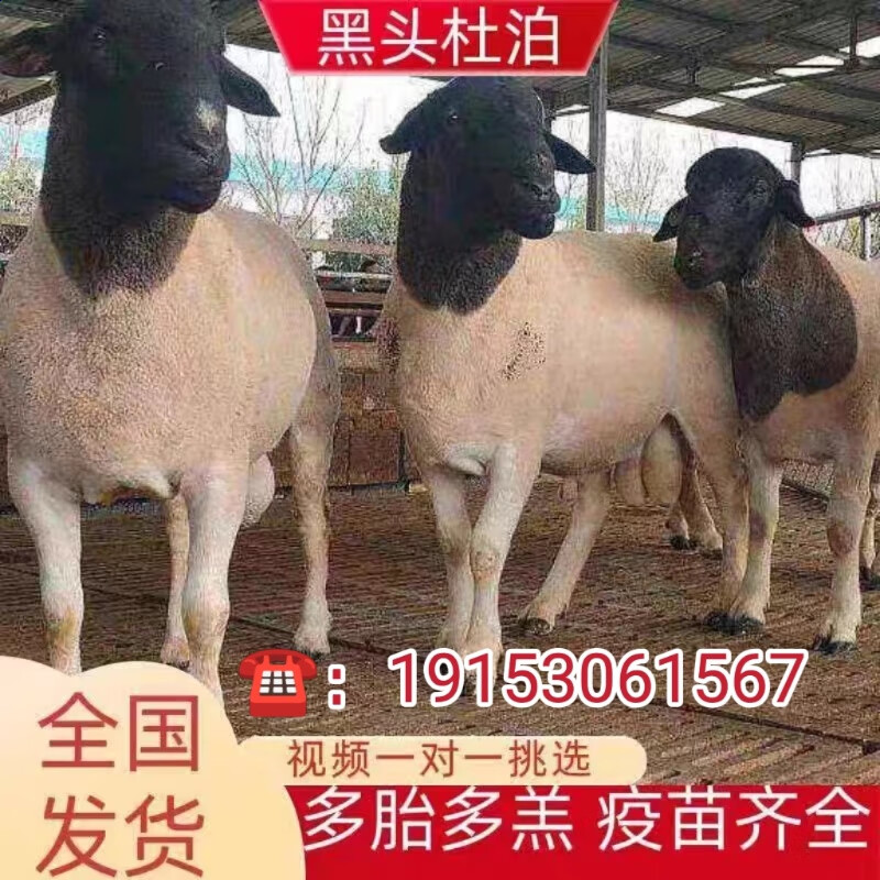 纯种杜泊绵羊活体活物怀孕母羊小羊羔种公羊改良肉羊活羊羊苗