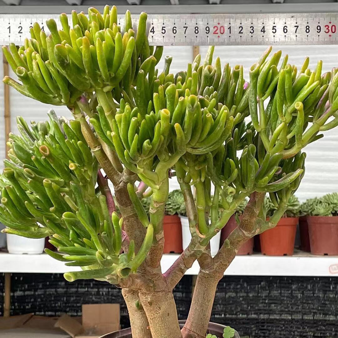 云南昆明基地直发 吸财树 招财猫 老桩多肉 招财 多肉脱土发货麦桑荷