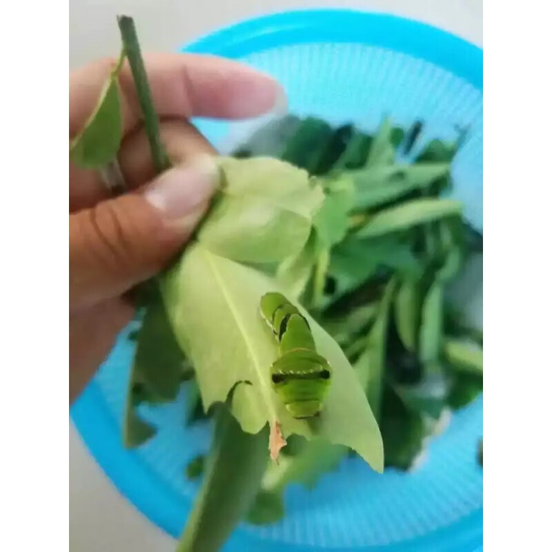 higanbana蝴蝶养殖幼虫蛹卵宠物昆虫爬虫蝴蝶放飞标本毛毛虫蚕宝宝 20