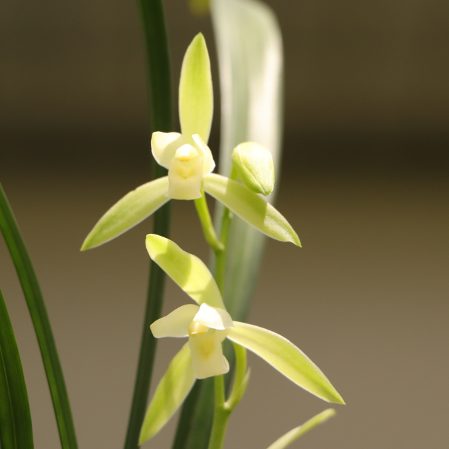 兰花草建兰四季兰龙岩素大凤素夏秋带花苞室内花卉盆栽庭院植物 大凤