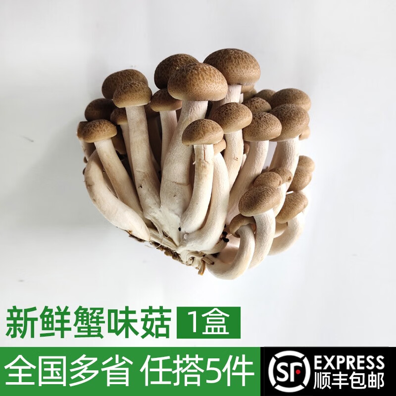 绿食者 新鲜蟹味菇125g 食用菌菇 火锅配菜蔬菜