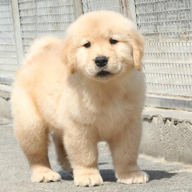 桓瑞宠物金毛犬幼犬纯种宠物狗狗幼崽活体大骨架全国发货犬舍直销保健康 宠物级 公怎么样,好用不?