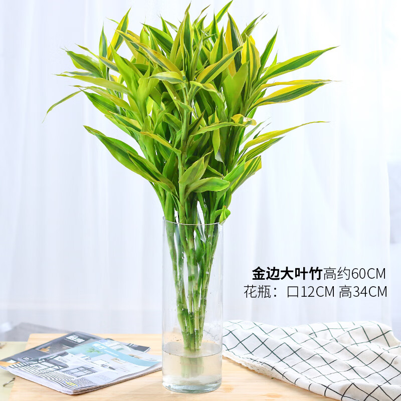 水培植物竹子观音竹转运发财竹客厅室内水养花卉好养8