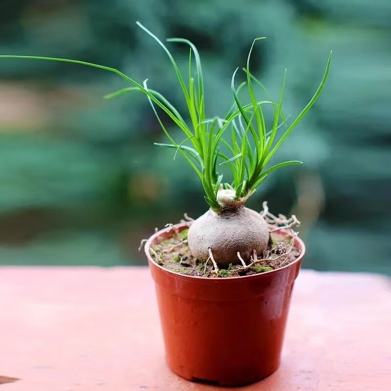 兰盆栽室内外阳台窗台桌面绿植花卉多头小老桩苗植物盆景 酒瓶兰一颗