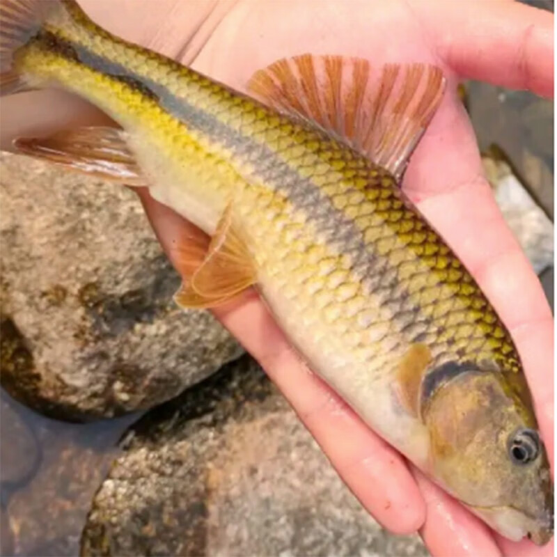 酷牧溪流冷水鱼淡水鱼溪石斑鱼观赏鱼光唇鱼活体宠物 溪石斑2-3厘米