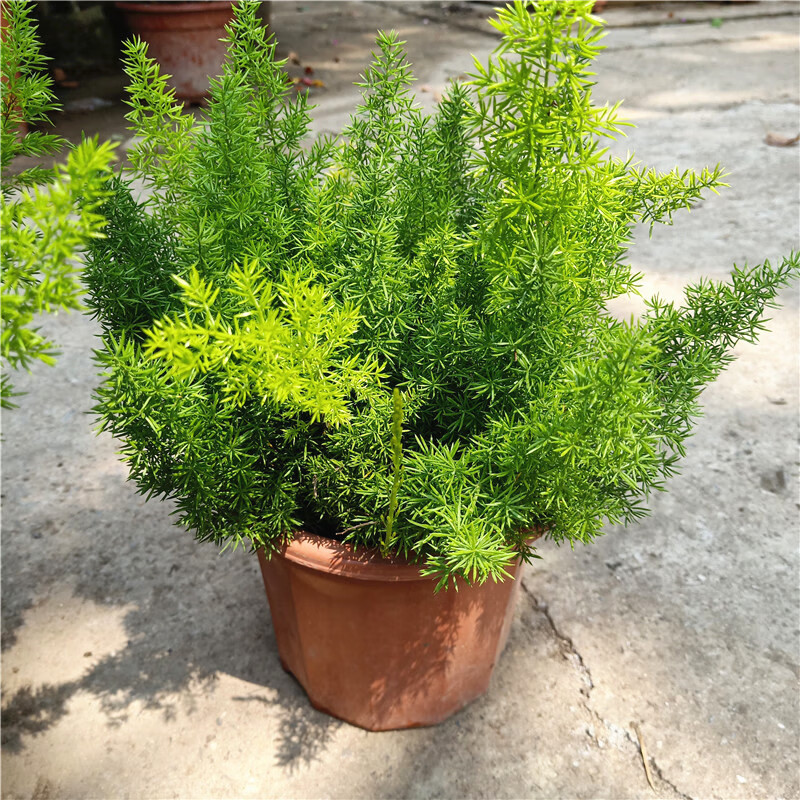 墨耘苍狐尾天门冬盆栽多年生常绿草本植物花园观叶绿植耐寒花卉四季