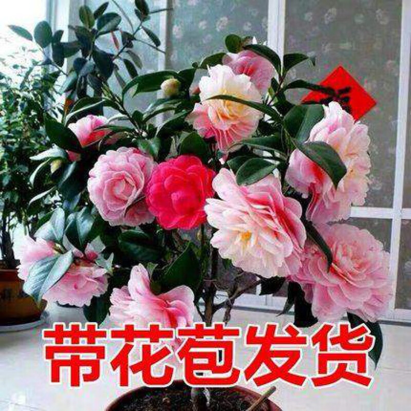 型带花苞客厅室内花五色赤丹花卉植物 主图款5年苗带花苞发货买二带喷