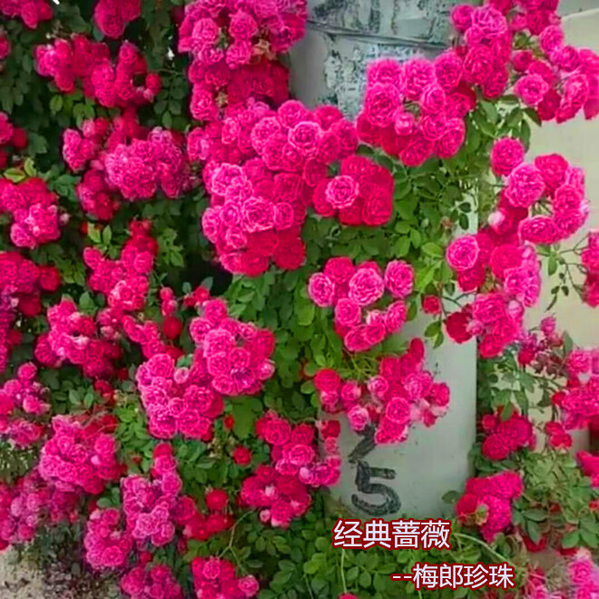 蔷薇梅郎珍珠大苗 不含盆