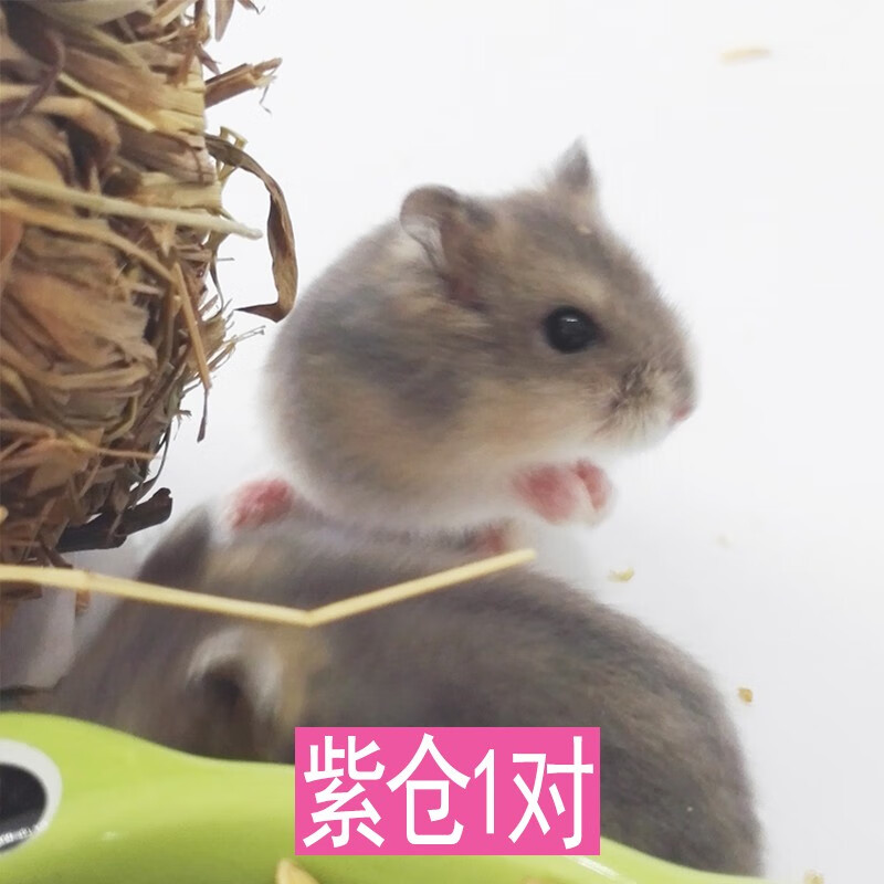 小仓鼠仓鼠宝宝活物小仓鼠宠物用品仓鼠笼子木屑浴沙 紫仓情侣1对(2只