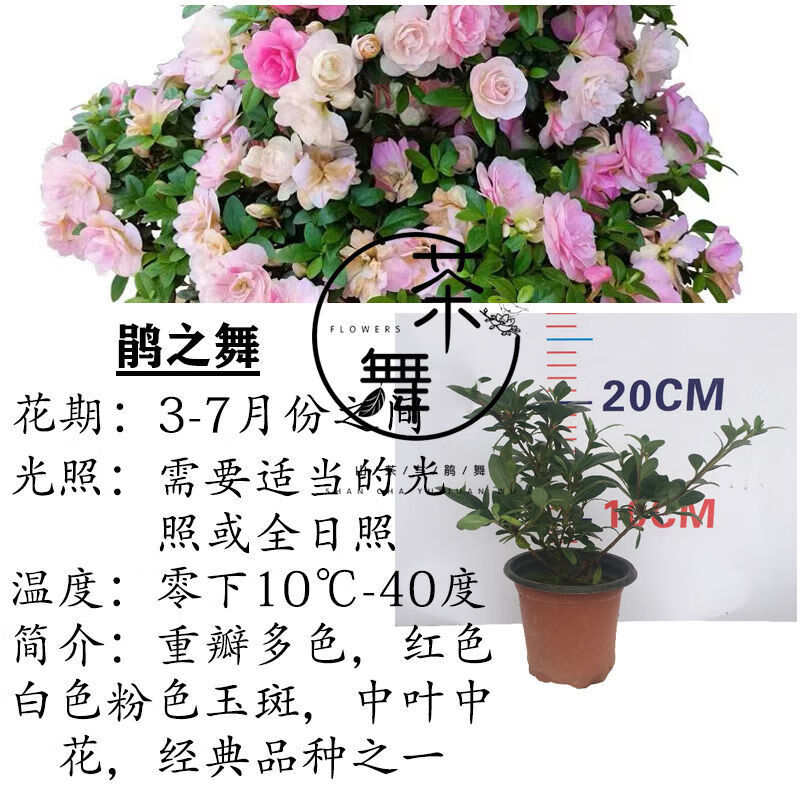络咚棠**轻奢稀有新款趣味品种日本皋月杜鹃绢之舞原生苗盆栽一树多色