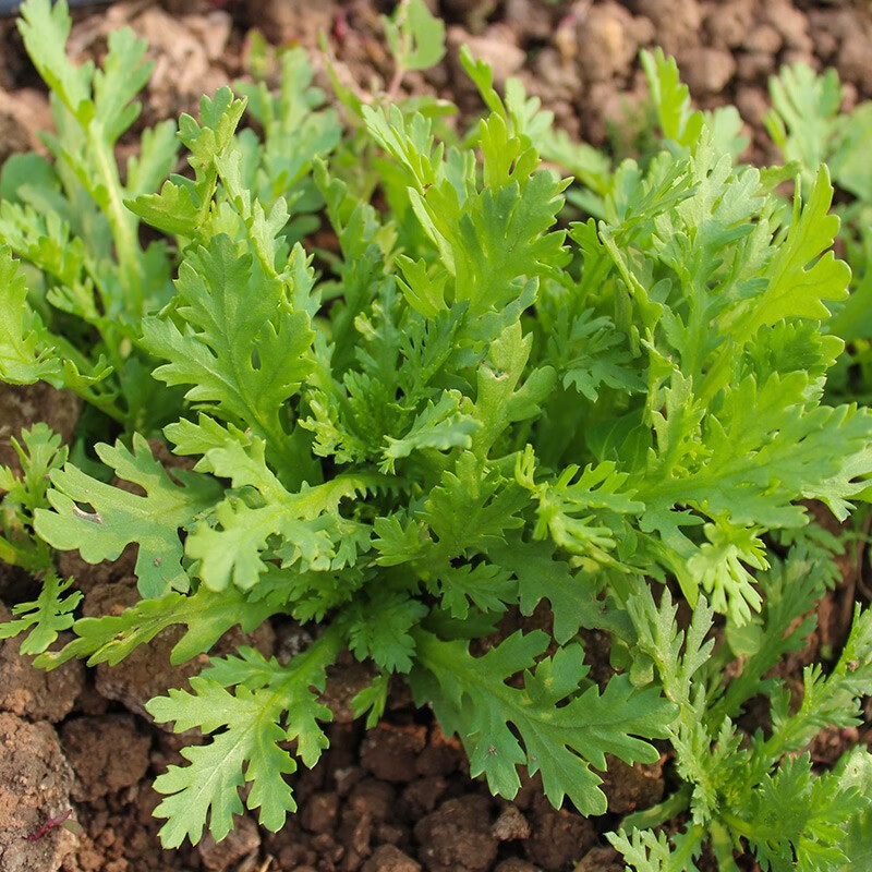 寿禾 小叶茼蒿种子皇帝菜细叶大叶光杆蓬蒿菜菊花寿光春冬季蔬菜莱籽