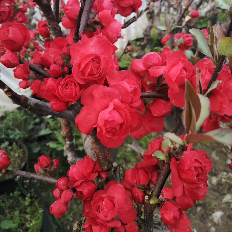 海棠花苗盆栽花卉观花植物盆景室内客厅庭院绿植阳台 红千鸟海棠6年苗