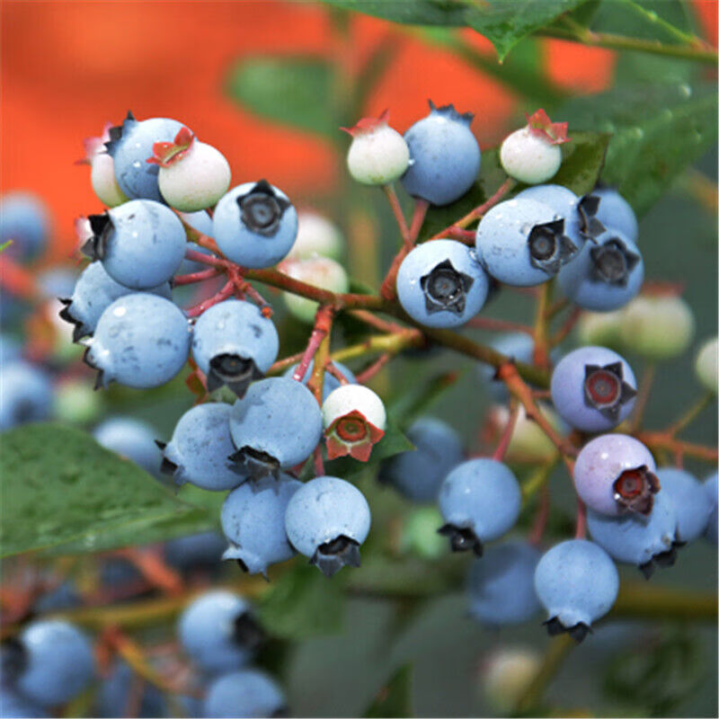 蓝莓苗 蓝莓树苗盆栽地栽南方北方果树苗庭院阳台果苗室内外植物 美登