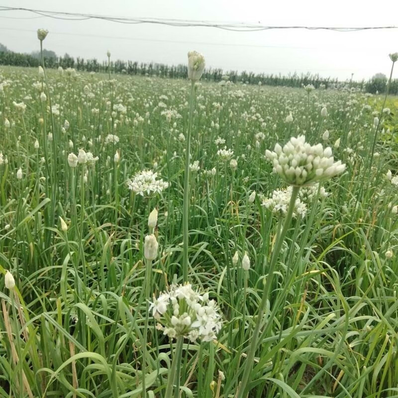 26年头茬韭菜花新鲜蔬菜现摘现发冰鲜到家韭花新鲜韭菜花韭花花菜 2斤