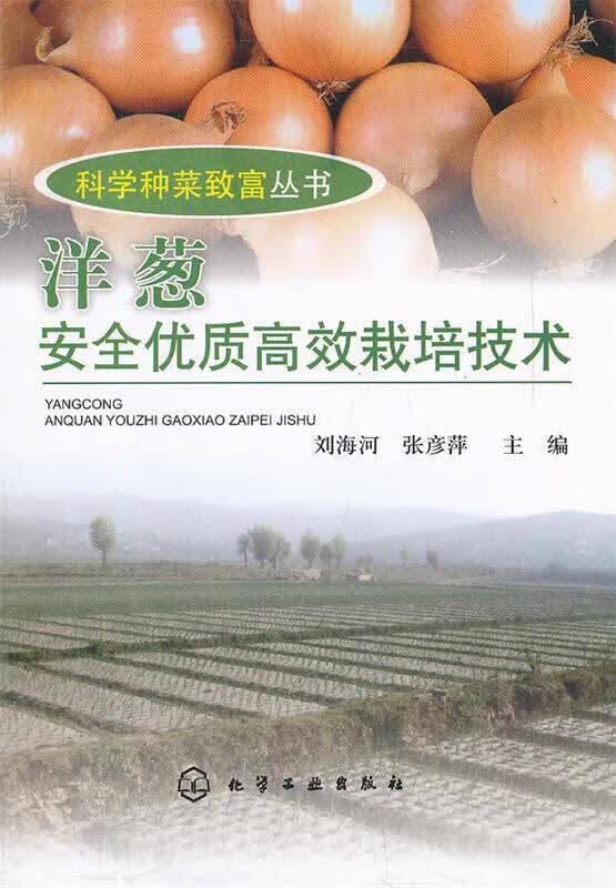 洋葱安全优质高效栽培技术