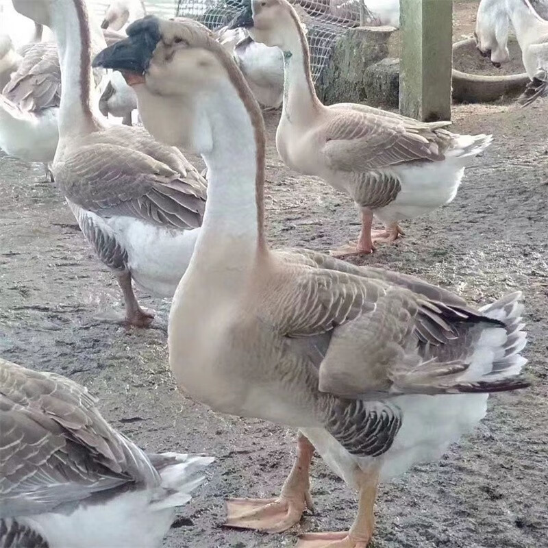 汕头纯种狮头鹅苗澄海特大种巨型狮头鹅苗正宗狮头鹅苗潮汕狮头鹅 20