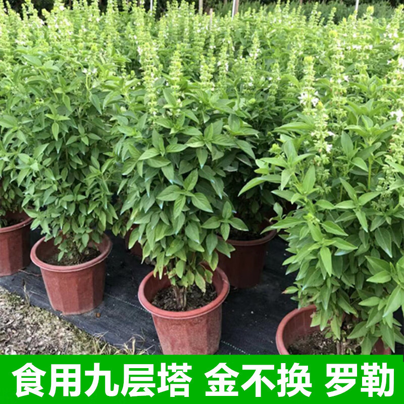 耶仔 可食用九层塔潮汕金不换苗薄荷盆栽罗勒叶新鲜香料植物调味绿植