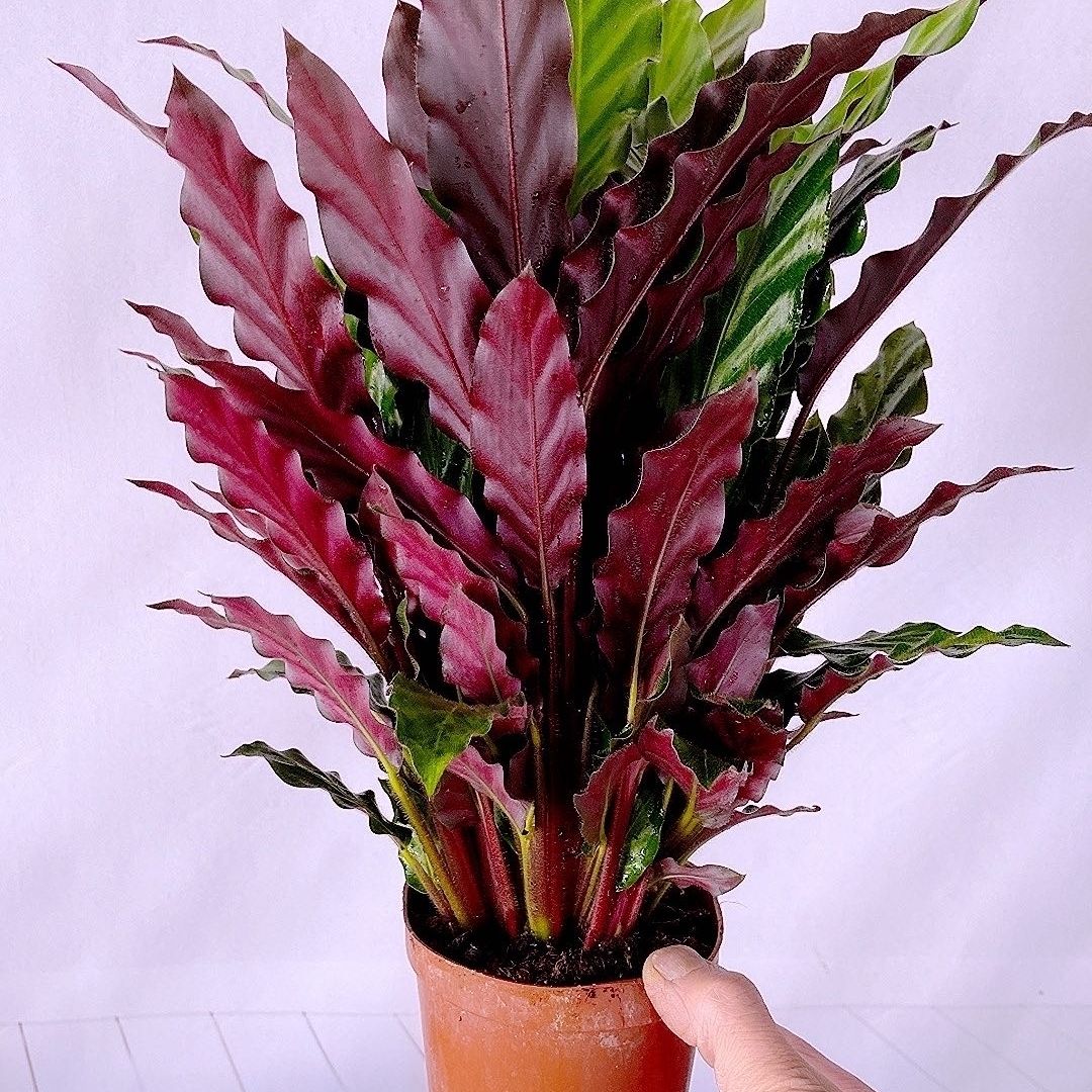 一风水寓意  紫背竹芋在风水上的寓意是提高财运,它的叶片背部为鲜