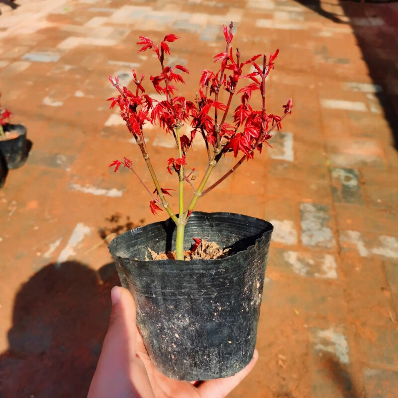 惜林园原生红枫盆景出猩猩日本红舞姬造型老桩 办公桌阳台盆栽 植物