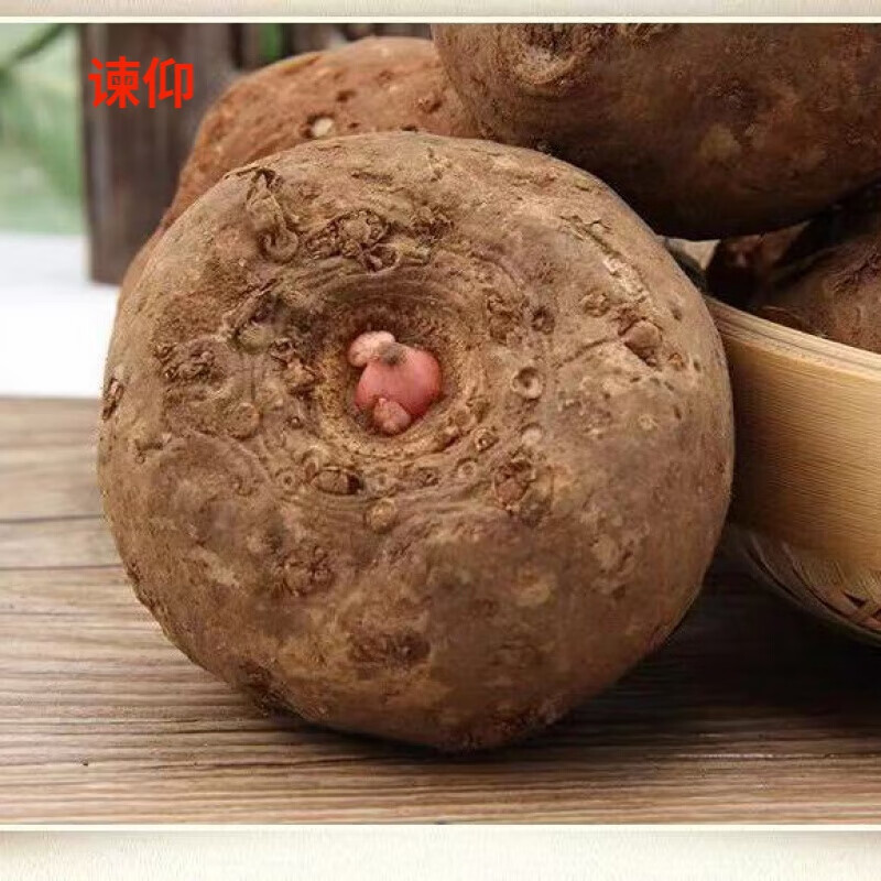 谏仰云南新鲜魔芋种子魔芋二代种子一代种 脱水高产魔芋种子批发 精选