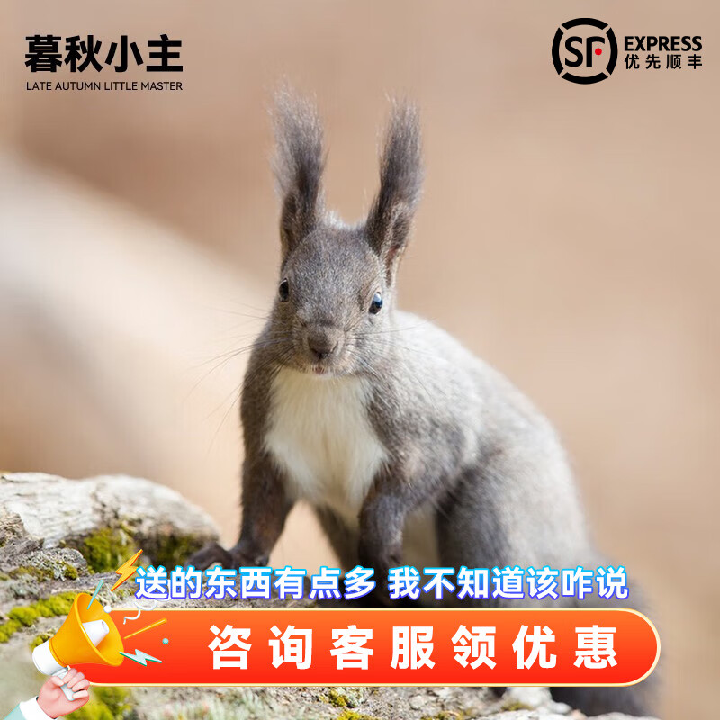 暮秋小主2023头窝家养松鼠活物幼崽宠物雪地黄山金花松鼠活物魔王松鼠