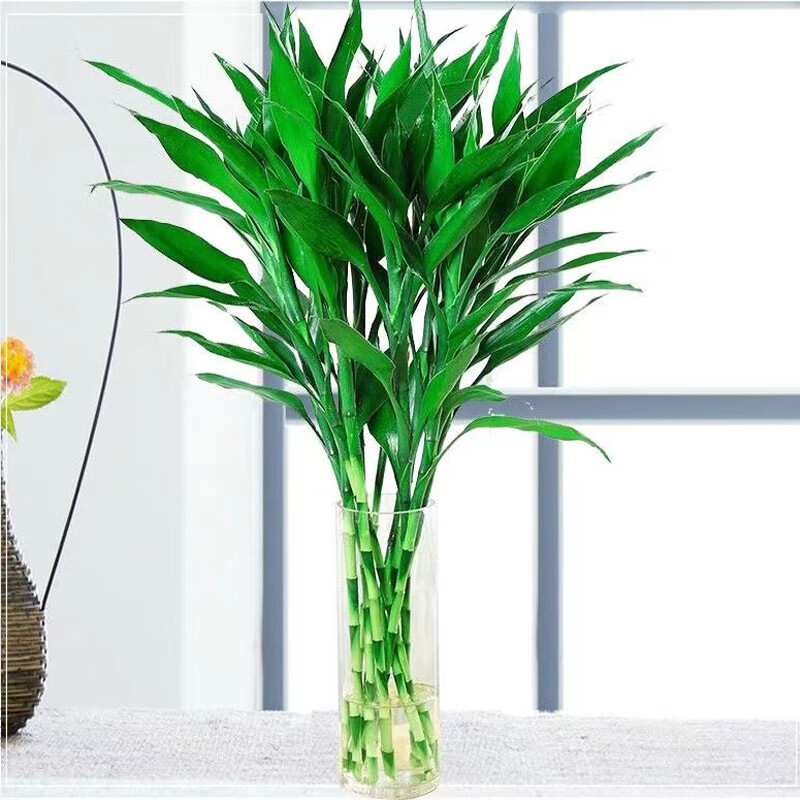 萌卉植大叶富贵竹开运竹水培花卉盆栽节节高室内客厅办公室吸甲醛绿植