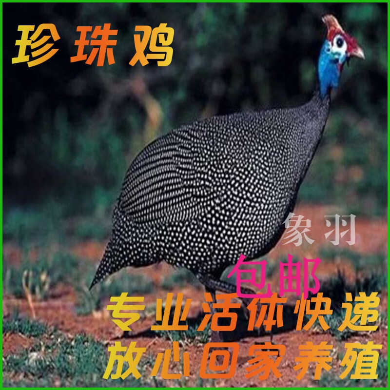 半斤珍珠鸡苗珠鸡批发散养珍珠小鸡苗 半斤珍珠(满5只发) 一只