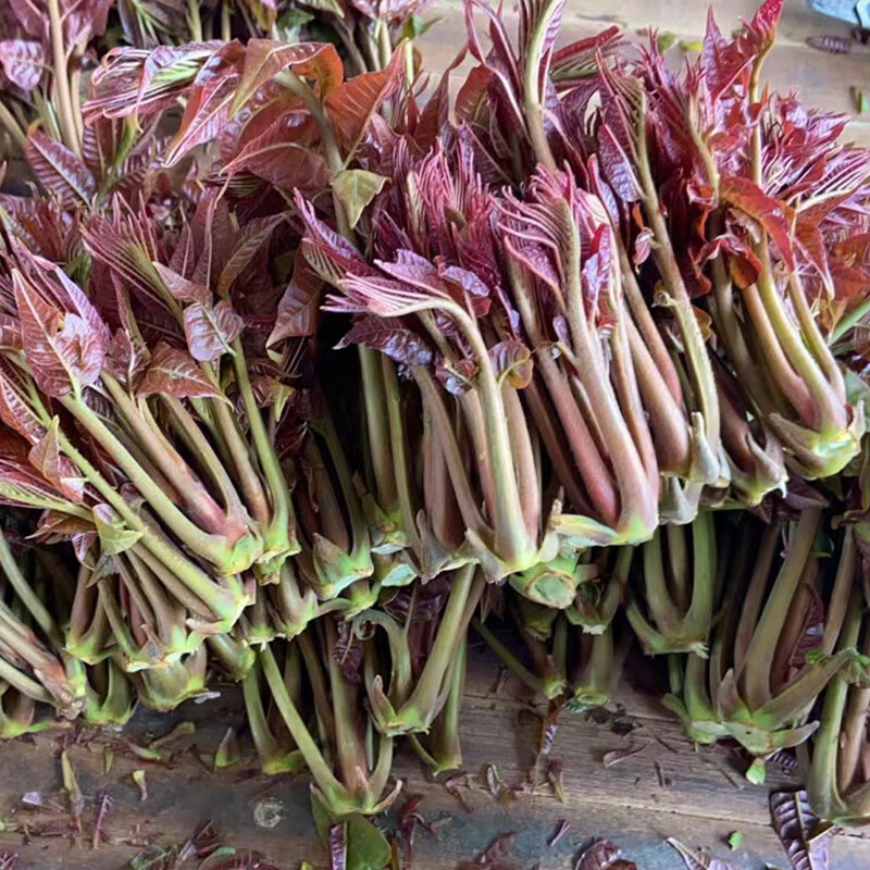 德骊嘉2023现采野生露天头茬香椿芽新鲜春芽菜四季红油香椿蔬菜 精选2
