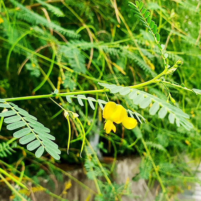 独步寻花田菁种子林木种籽固土护坡四季多年生景观绿化工程观叶种孑
