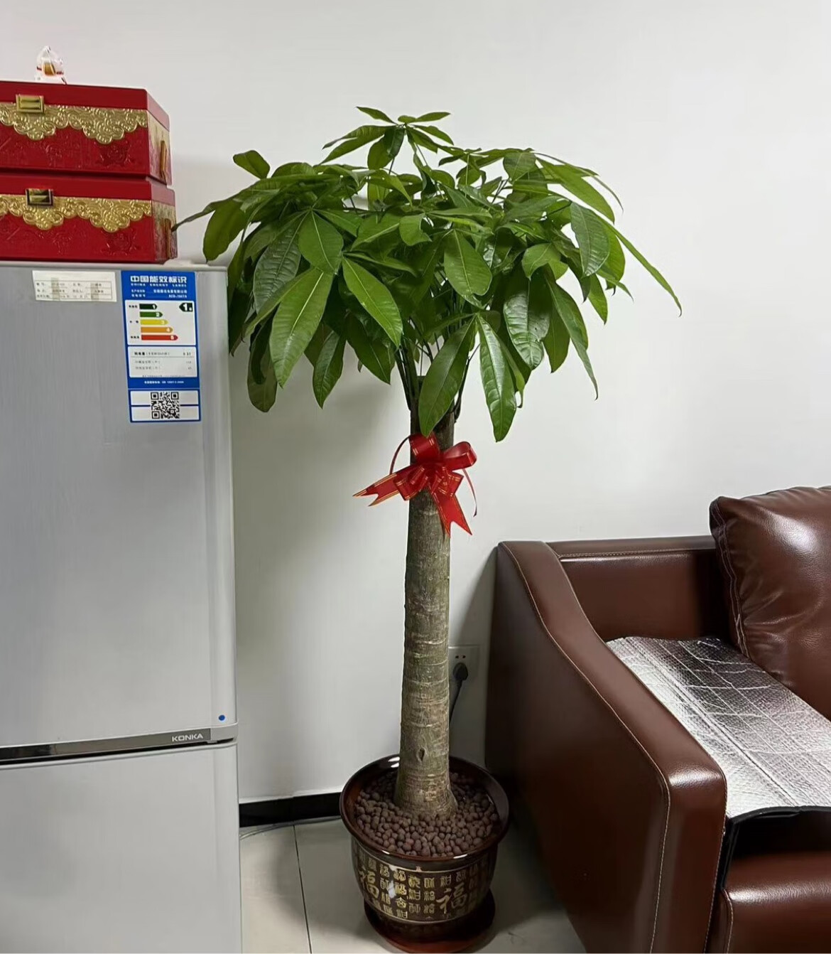 墨薰槿发财树盆栽单杆辫子办公室大型绿植造型盆栽乔迁送礼深圳同城