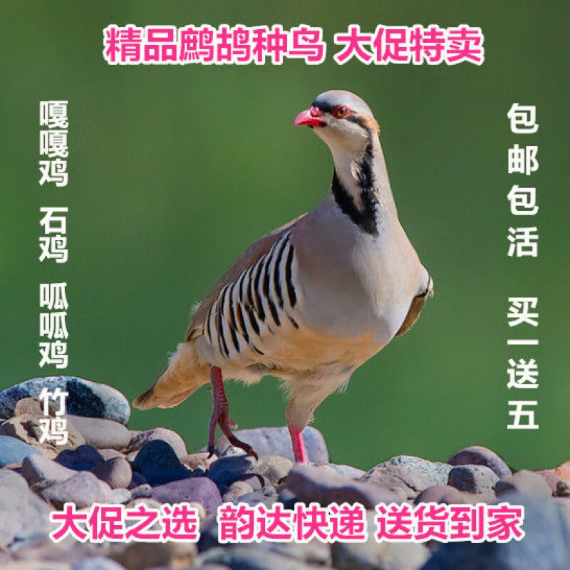 【京选推荐】精品鹧鸪鸟活嘎嘎鸡呱呱鸡呱哒鸡竹鸡疙瘩鸡活包健康 1公