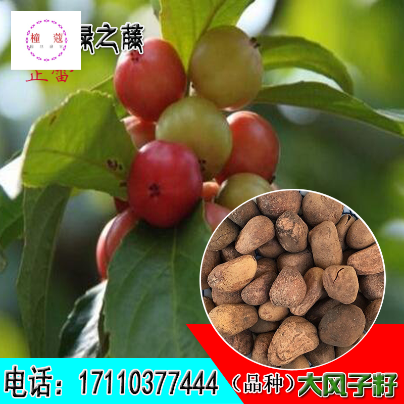 大风子种子 别名 大枫子,麻风子,驱虫大风子 海南大风子种子 市斤价格
