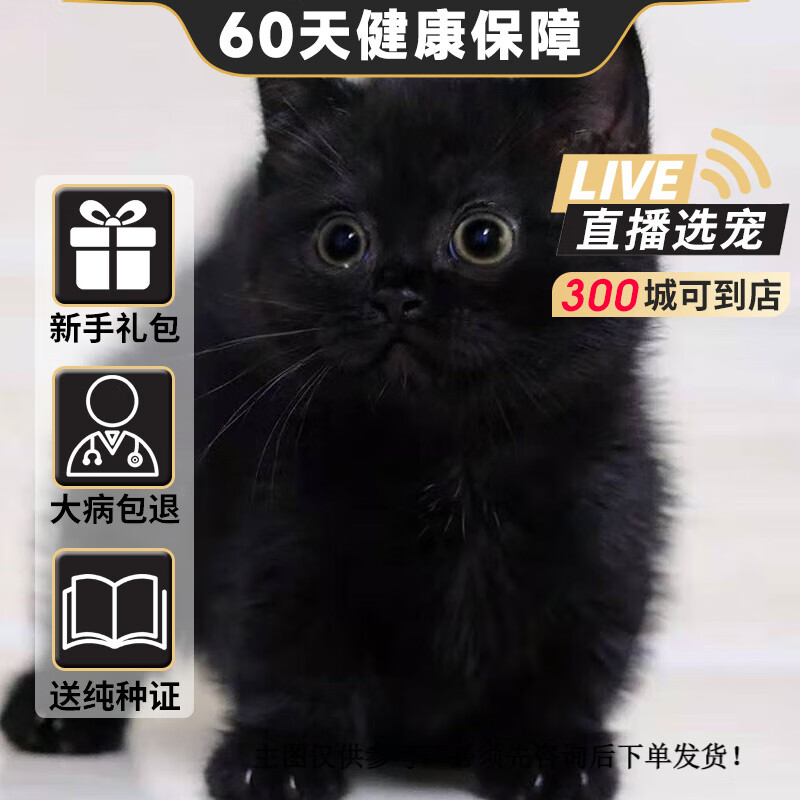 旺狗财猫孟买猫黑猫猫咪活体幼猫幼崽 宠物级 公