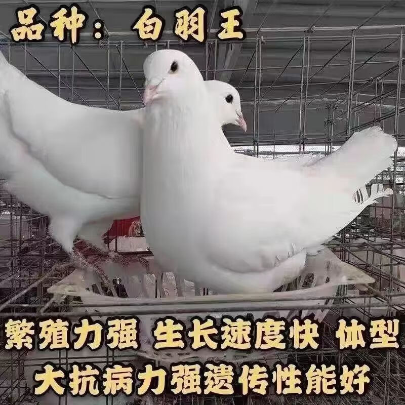 宝诺滋纯种落地王鸽子美国大型肉鸽可繁殖原配肉鸽子成年种鸽 白羽王