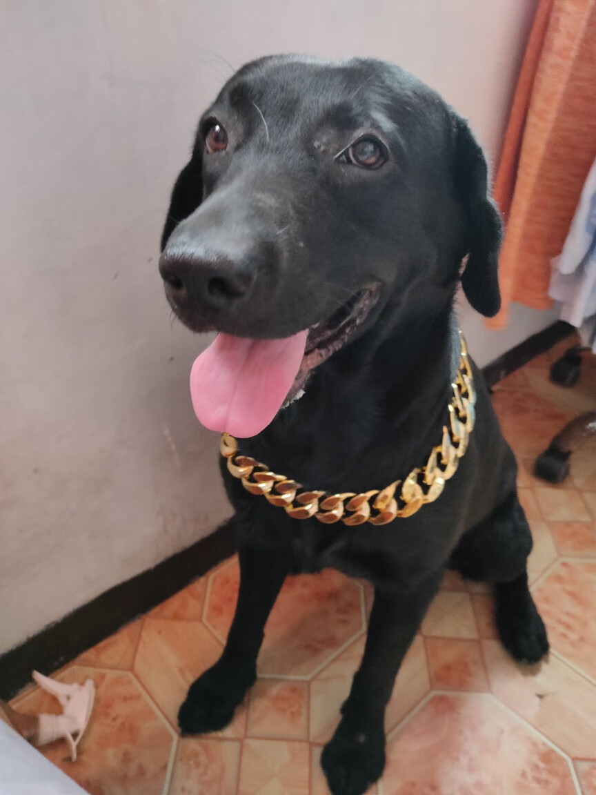 超大狗狗宠物项圈项链拉布拉多犬金毛塑料大金链子配饰  60cm 金色(3