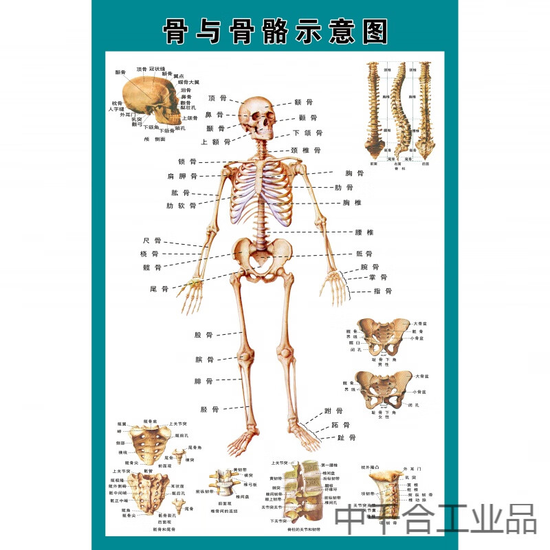 定制适用骨骼人体结构内脏消化神经血管肝胃生殖解剖示意图医学挂图贴