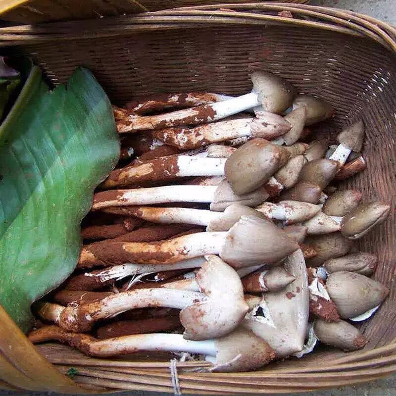 山肴野蔌新鲜野生鸡枞菌火把 三塔菇斗鸡菇伞把菇荔枝菌野生菌 1000克