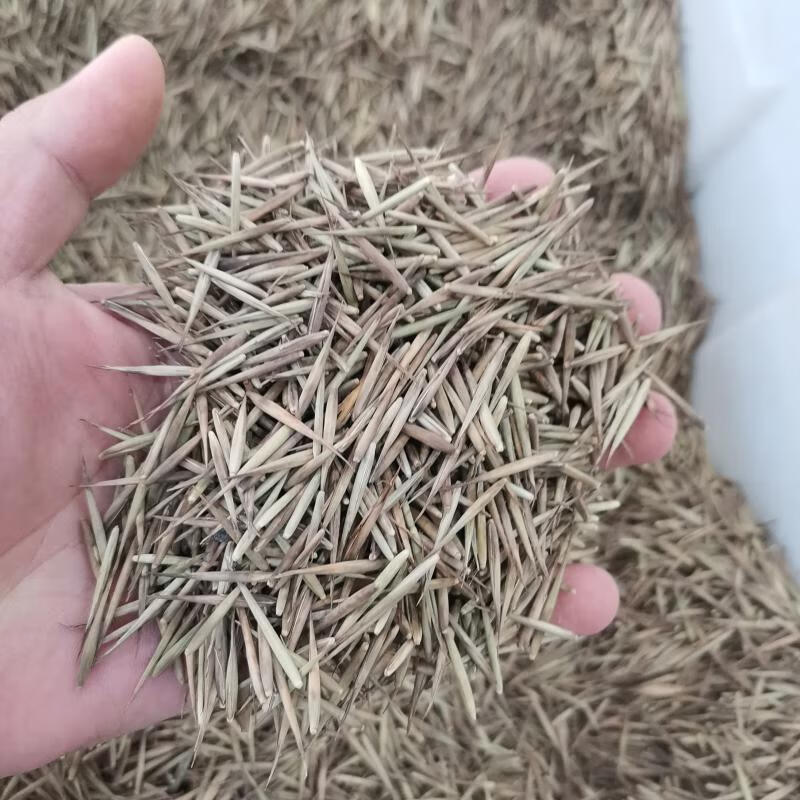 种子生长快江南竹茅竹楠竹黄竹食用竹笋竹子种籽 毛竹/楠竹种子半斤