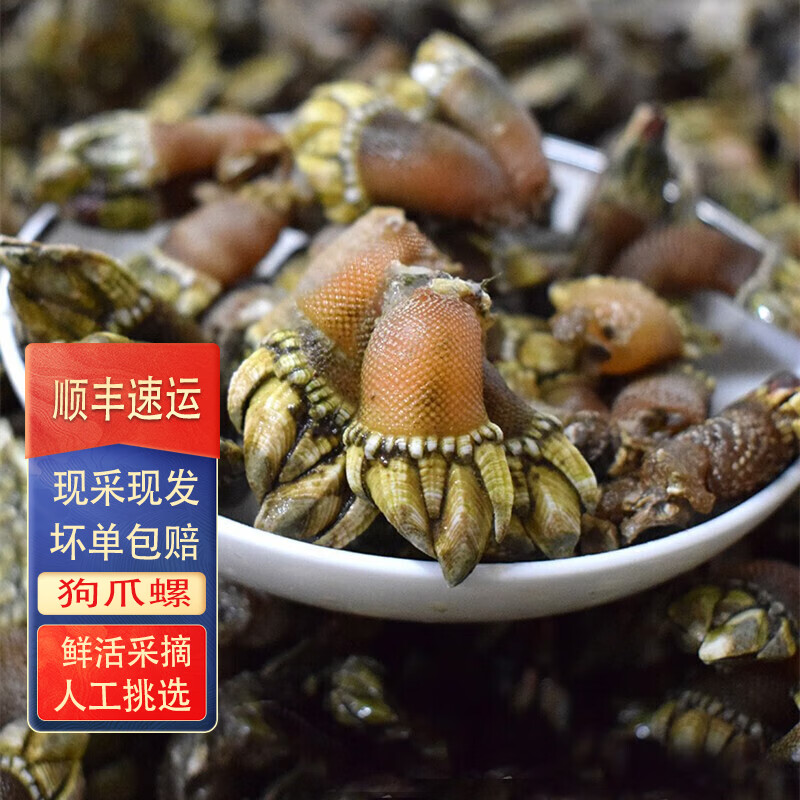 流连湾 新鲜佛手螺 笔架海鲜 狗爪螺 观音掌 鹅颈藤壶生鲜 贝类 【1斤