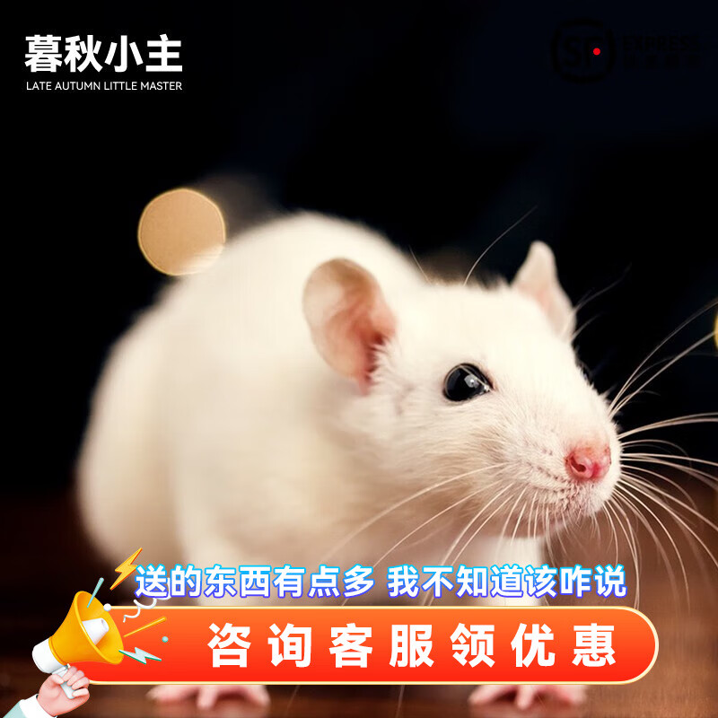 暮秋小主花枝鼠活体易养小型宠物活物宿舍网红学生儿童萌宠家养健康