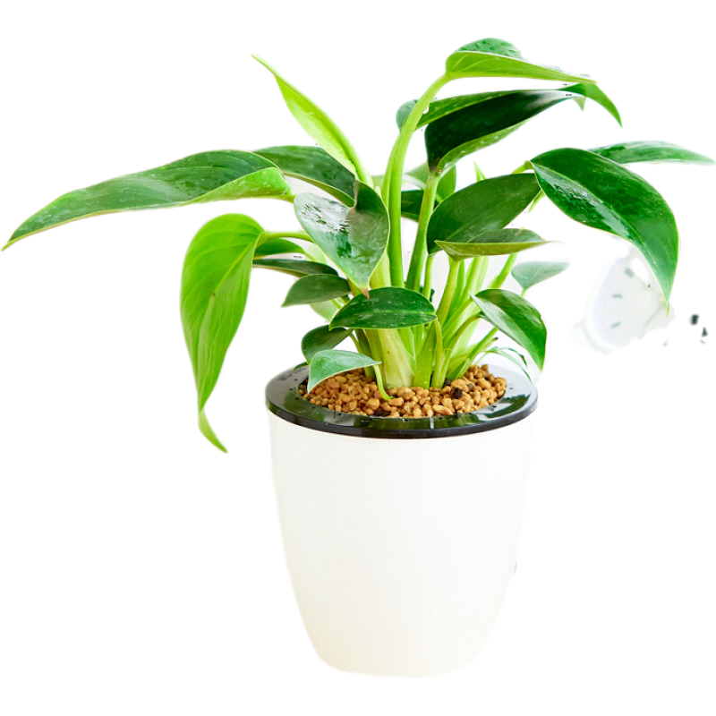 ���ڲ�����̾Ϊ��ֹ�������Խ�Ǯ�Űٺ����Ǯ������������ľ�칫������ؿ�����ֲ�� ��Ƥ����1.1-1.3�ס� ���� 61Ԫ