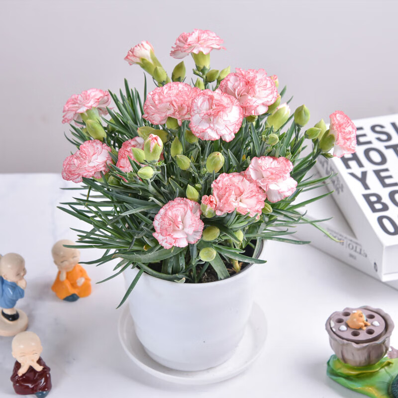 康乃馨盆栽(康乃馨盆栽的养殖方法和注意事项)