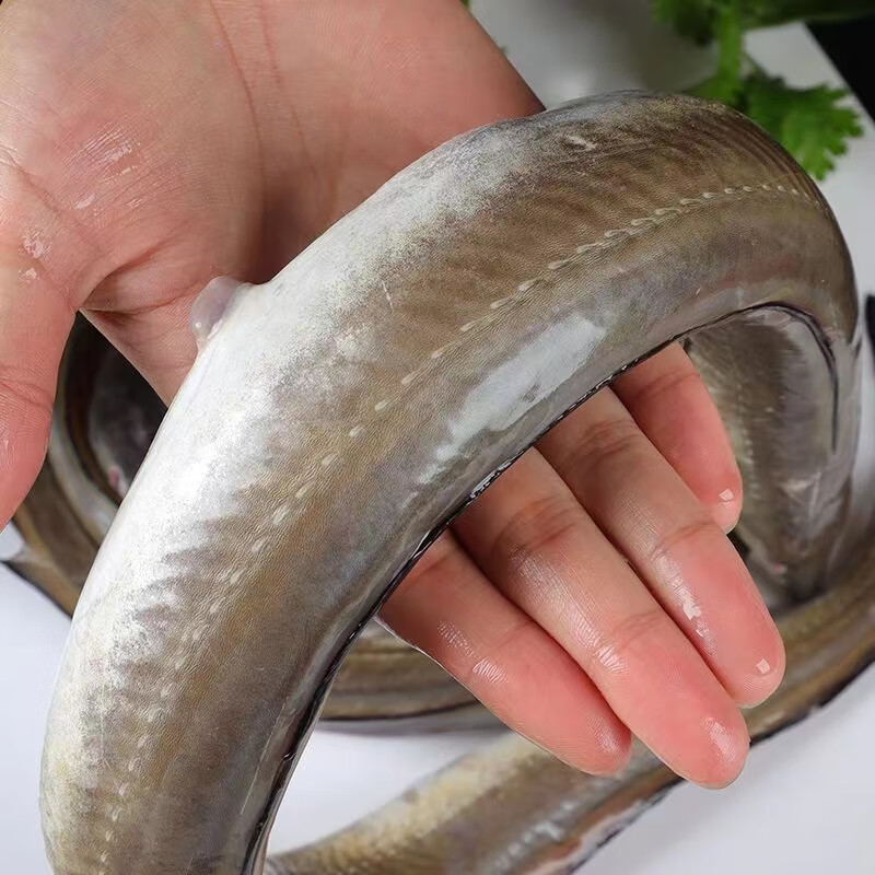 鹿凌青 鳗鱼新鲜海鳗鱼整条 冰鲜海鳗鱼 霞浦新鲜大鳗鱼海鲜水产 约4.