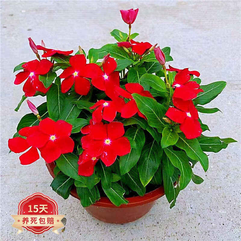 长春花盆栽四季观花五叶梅花苗阳台窗台客厅庭院绿植花 长春花红 11