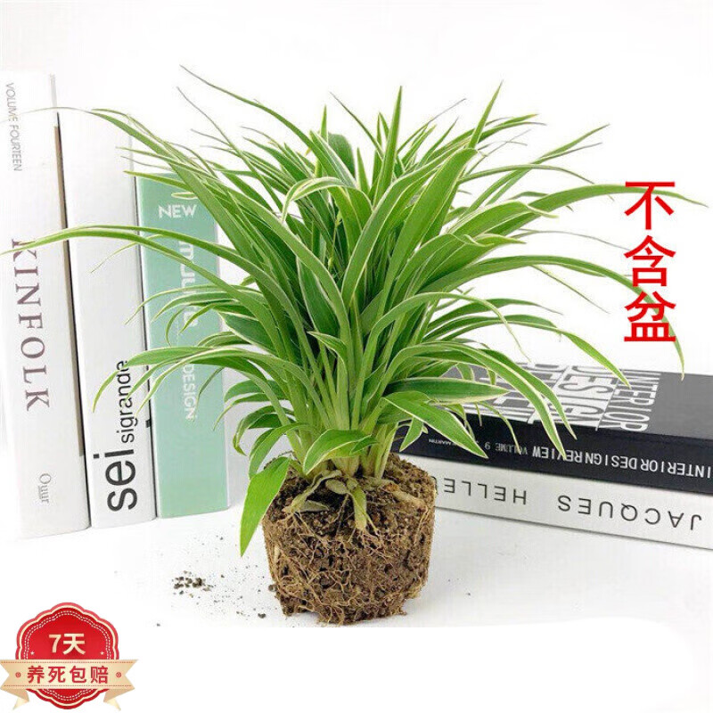 欧芽大金边金心吊兰飘香藤绿萝植物室内垂吊水培绿植盆栽 金边吊兰一