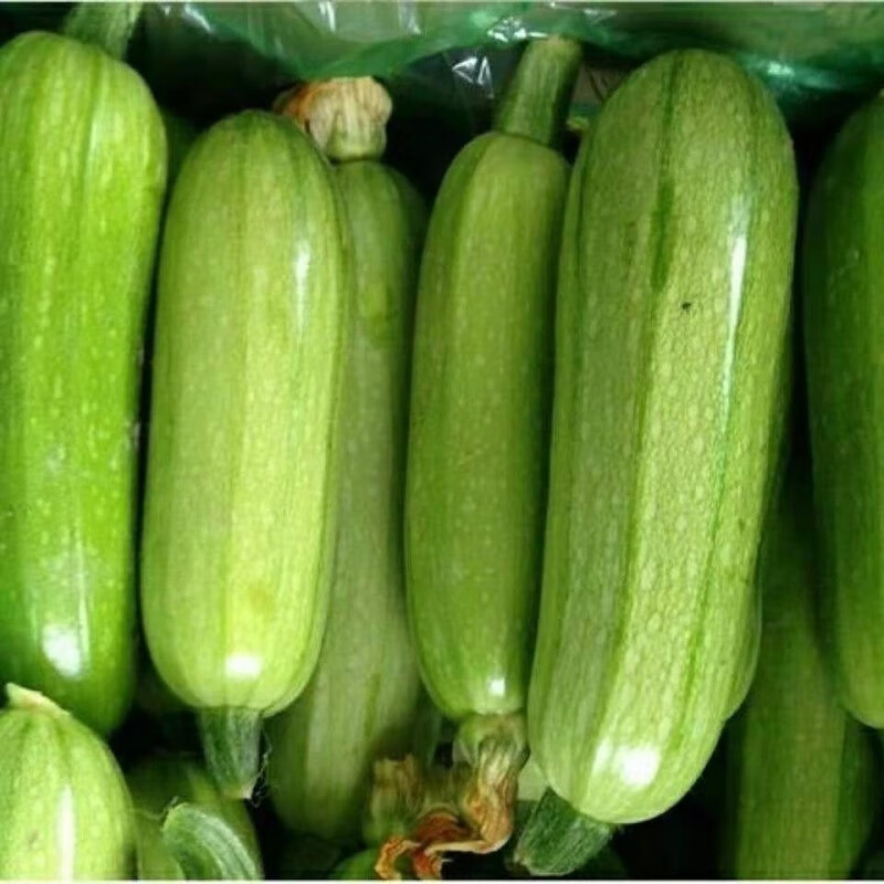 甜莓之都 山东聊城西葫芦2斤 新鲜蔬菜色泽鲜艳多汁细腻角瓜 应季生鲜