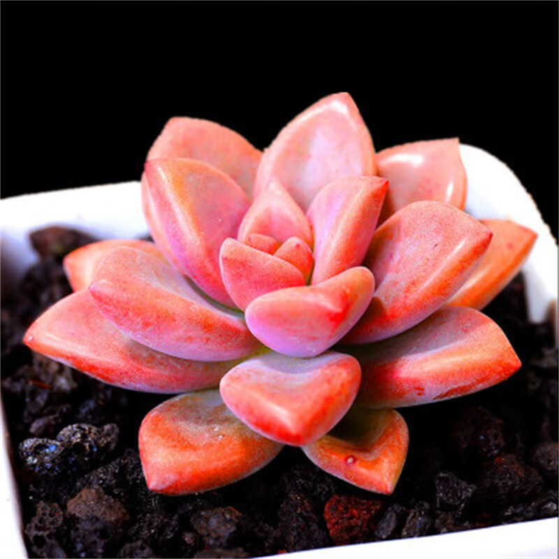 化老桩 相关京东优惠商品价格升序排行榜 价格图片品牌优惠券 虎窝购 化老桩 相关京东优惠商品价格升序排行榜 价格图片品牌优惠券 虎窝购